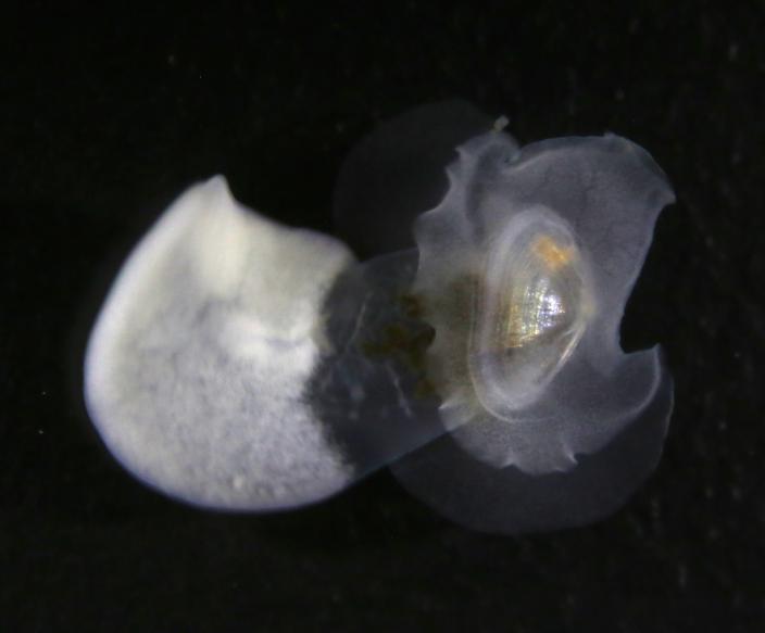 Picture of Bivalve that usually lives inside a sea cucumber.
